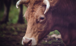 Head of a brown cow in a field